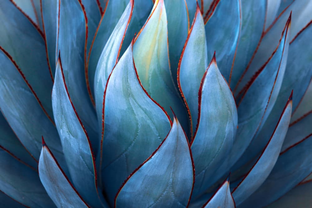 Desert Blue Agave by Robin Wechsler — canvas wall art