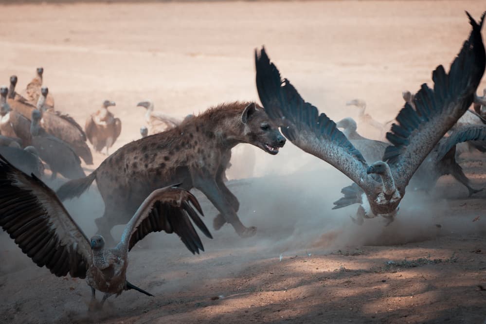 Intense Hyena Vulture Action by Hannes Bertsch — canvas wall art