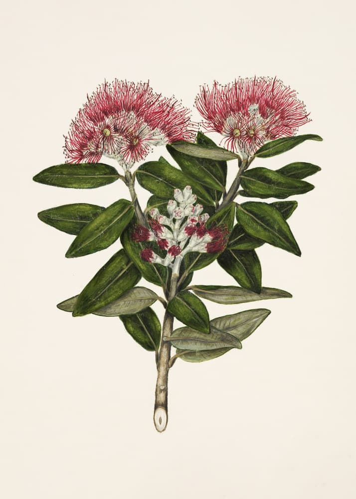 Pohutukawa   Metrosideros Tomentosa Drawn By Sarah Featon (1848–1927) by Sarah Featon — canvas wall art
