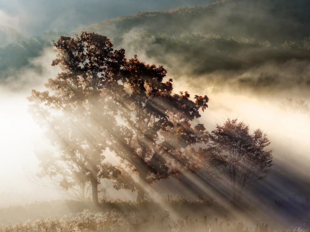 Misty Autumn Rays by Ryuji Obata — canvas wall art