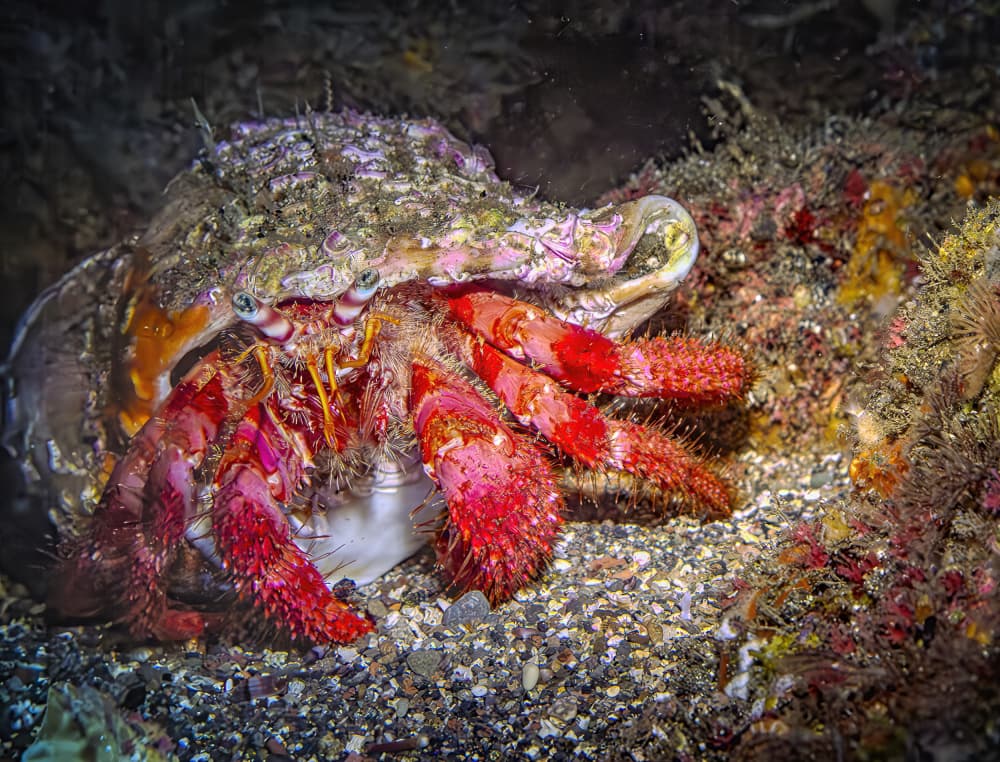 Spiky Red Hermit Crab by Fernando Abreu — canvas wall art