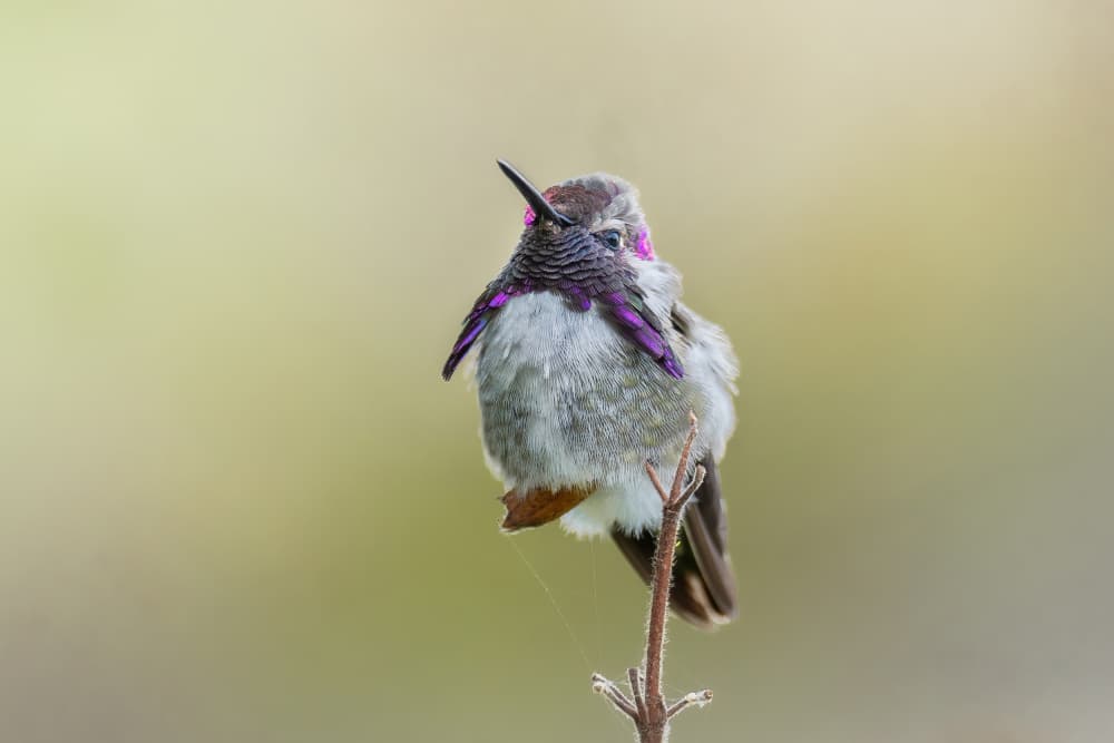Vibrant Hummingbird Perched by Jinchao Lyu — canvas wall art