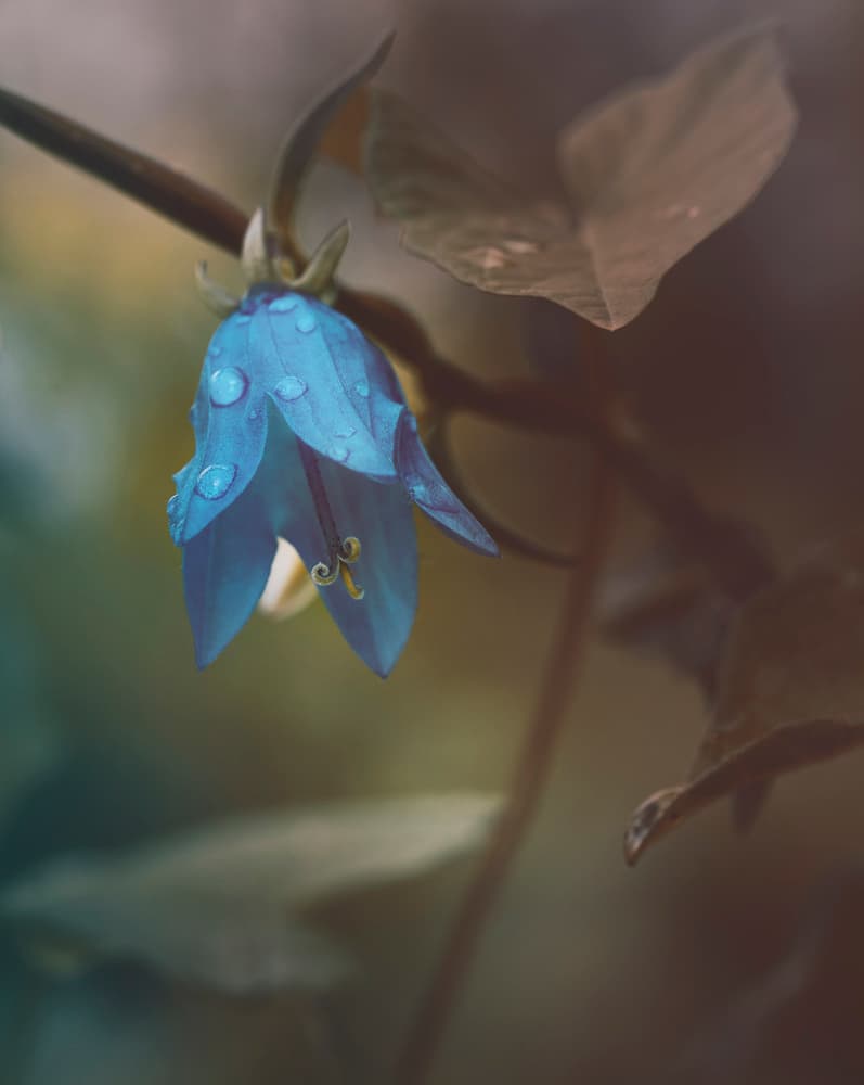 Dewy Blue Bellflower by Nikki Georgieva V E G A N I K — canvas wall art