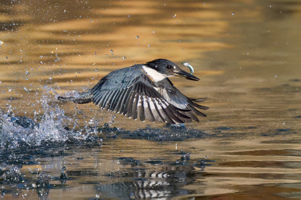 Kingfisher's Dynamic Catch by Johnny Chen — canvas wall art