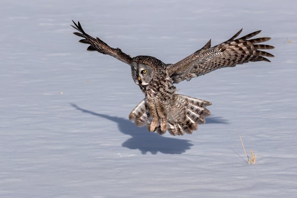 Great Gray Owl Flight by Jun Zuo — canvas wall art
