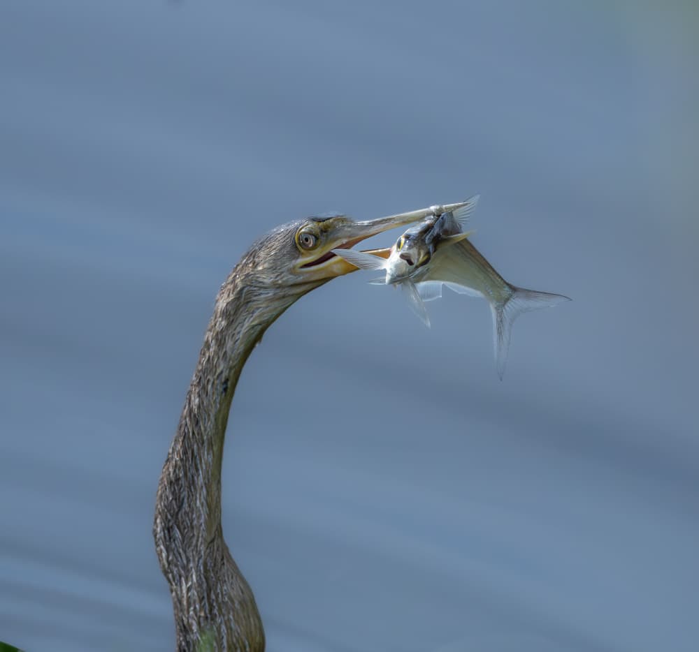 Anhinga's Fish Catch by Kayanti Kootz — canvas wall art