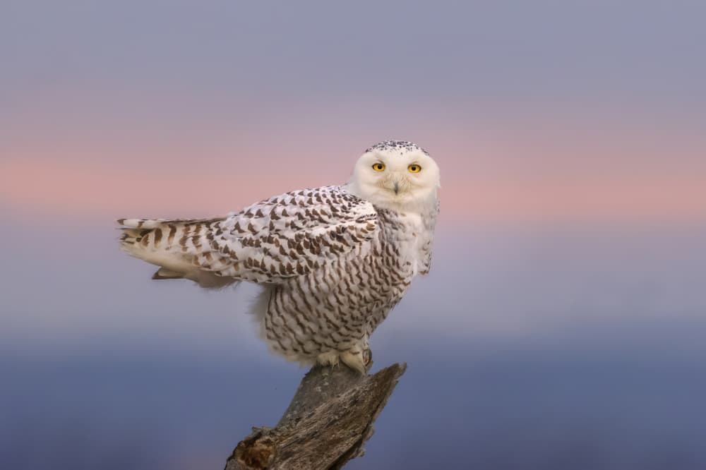 Majestic Snowy Owl by Kai Dan — canvas wall art