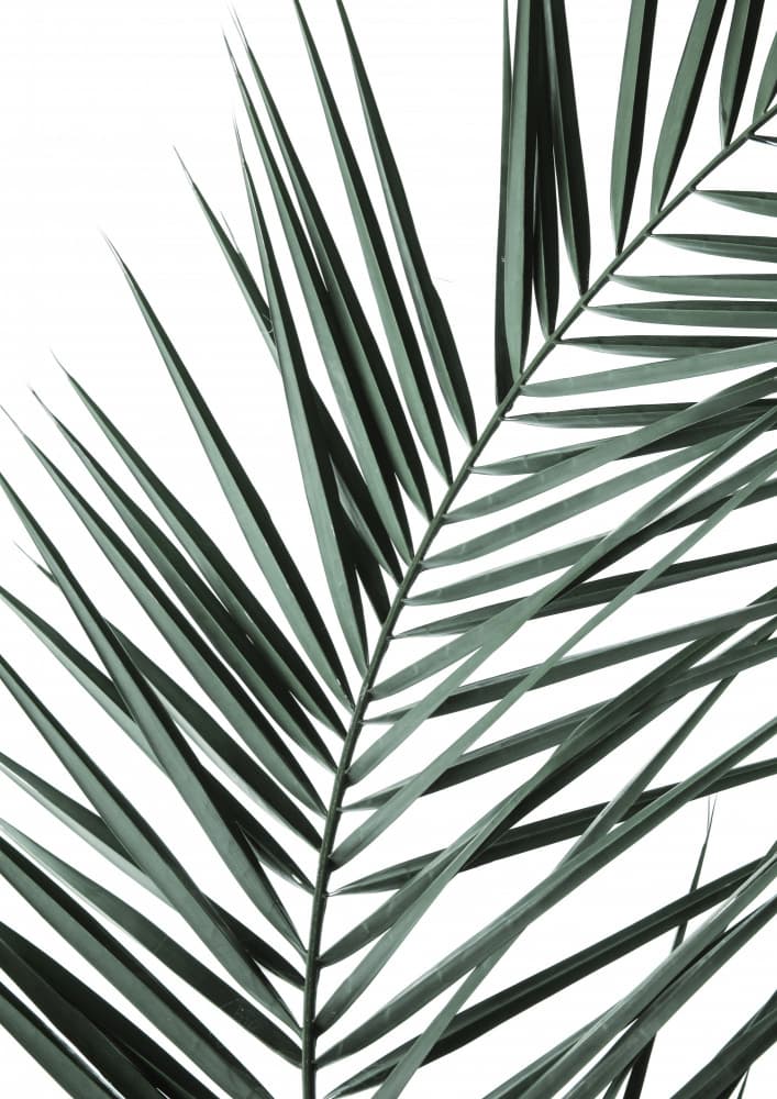 Leafy Elegance by Shot by Clint — canvas wall art