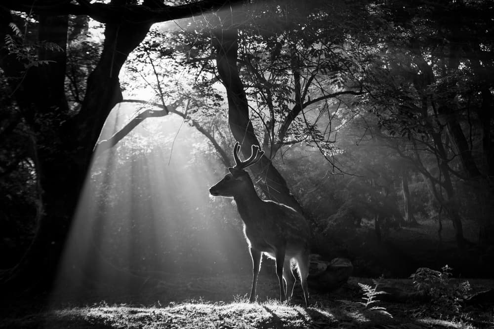 Sunlit Forest Deer by Yoshinori Matsui — canvas wall art