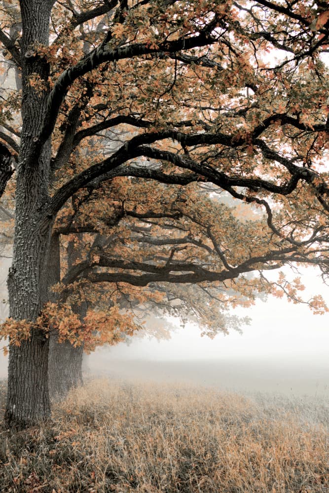 Golden Autumn Mist by Christina Sillen — canvas wall art