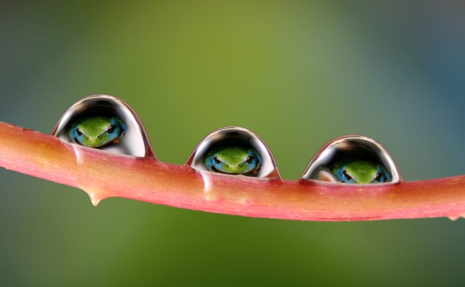 Frogs In Water Drops by Jimmy Hoffman — canvas wall art