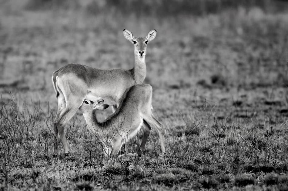 Antelope Mother Baby by Nicolás Merino — canvas wall art