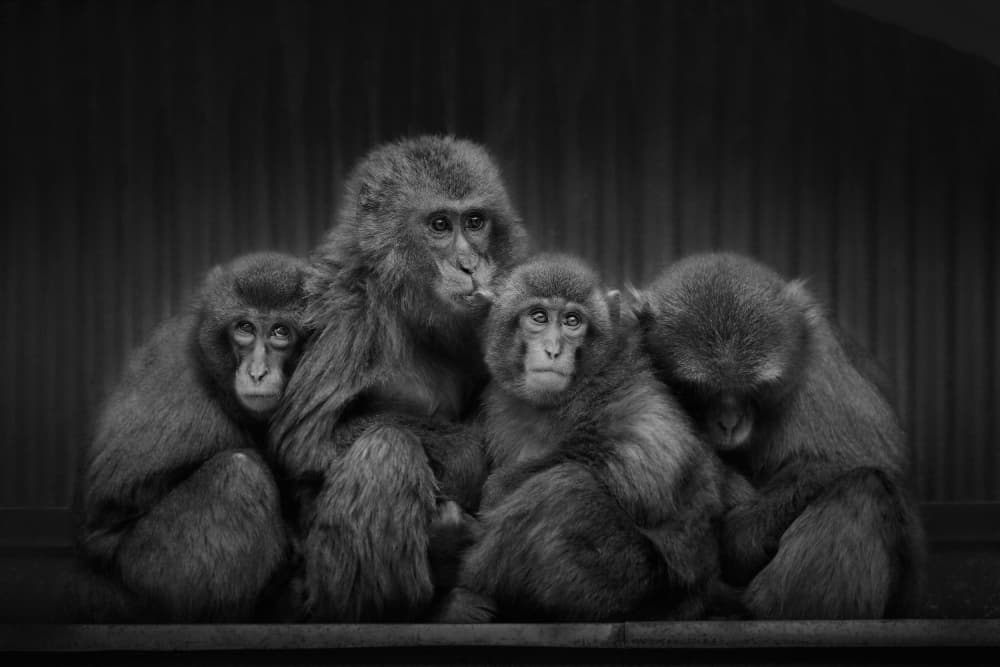 Monkey Family Portrait by Kaisyakuji Yushi — canvas wall art