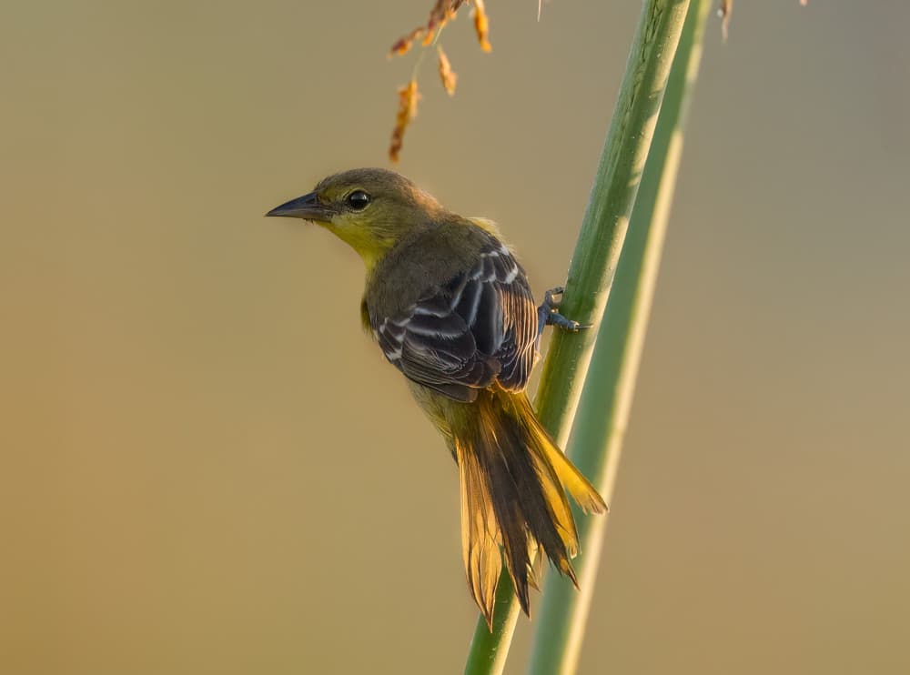 Golden Hour Bird by Robert Zhang — canvas wall art