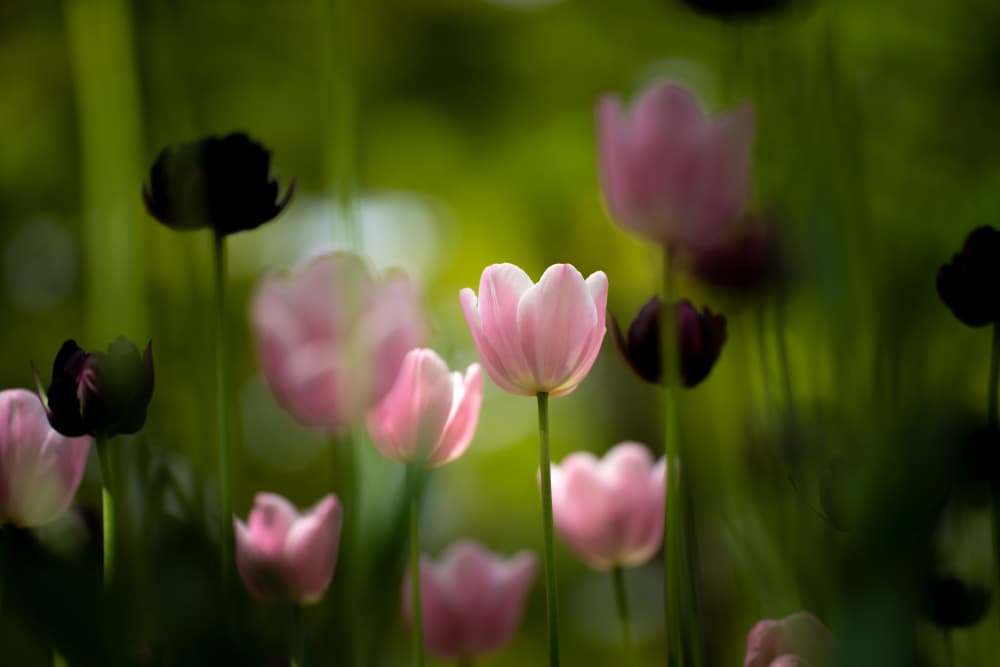 Soft Pink Tulips by KONDOU Kazumasa — canvas wall art