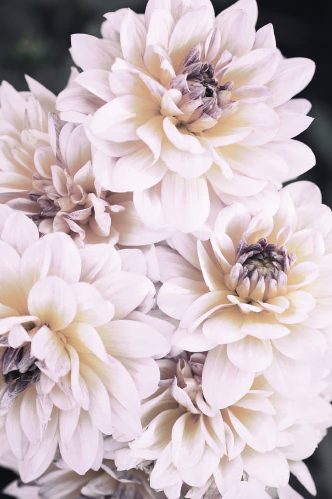 Elegant White Dahlias by Pictufy Studio III — canvas wall art