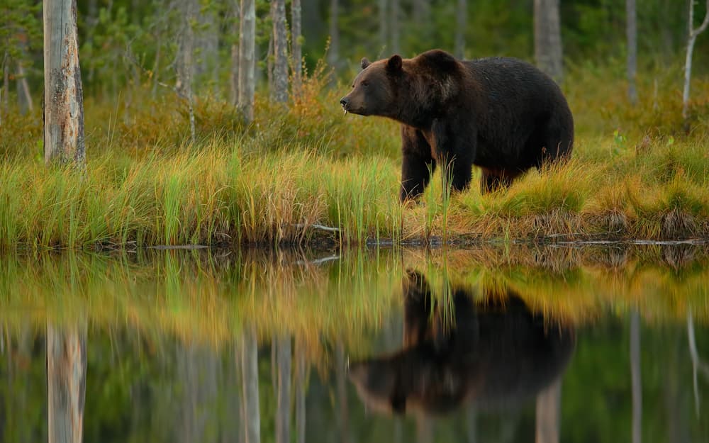 Brown Bear Forest Reflection by Assaf Gavra — canvas wall art