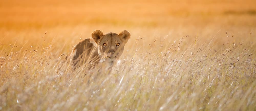 Golden Grass Lioness by Fion Wong — canvas wall art