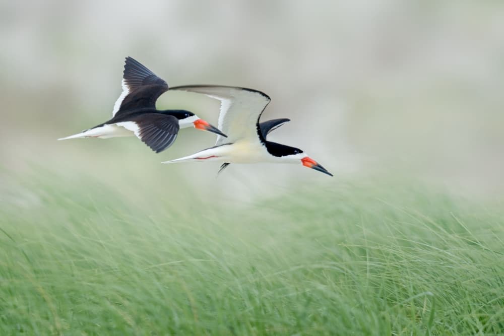 Graceful Skimmers in Flight by Nick Kalathas — canvas wall art