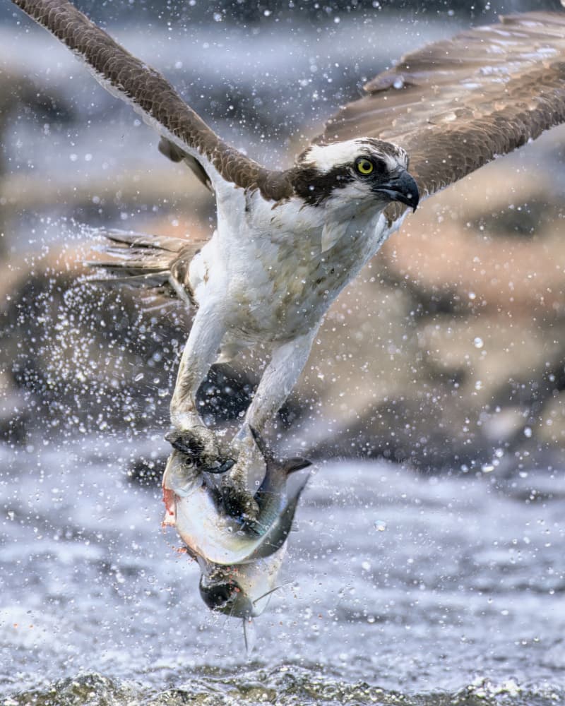 Osprey Catches Fish by Gavin Lam — canvas wall art