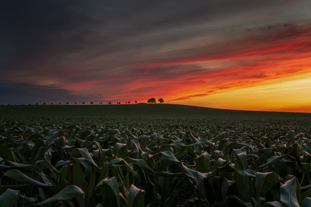 Sunset Over Cornfield by Ivo Mateju — canvas wall art