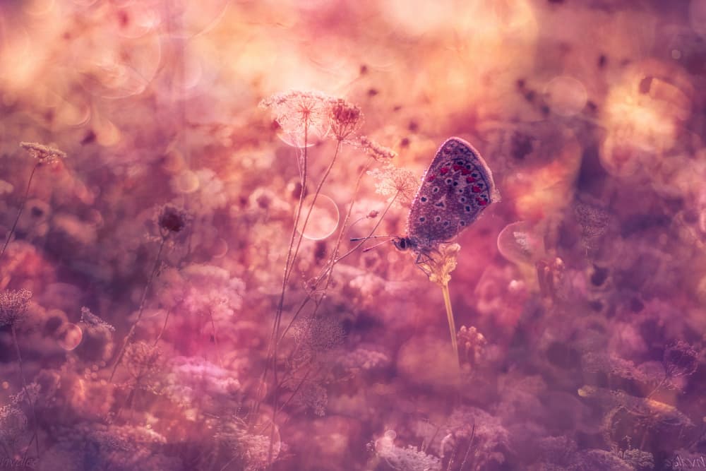 Dreamy Pink Butterfly