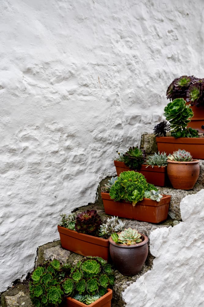 White Wall Succulents by Aimee Giles — canvas wall art