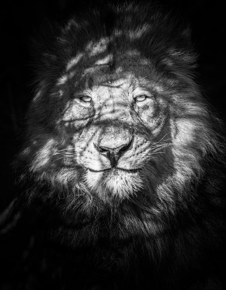 Shadowed Lion King by Mike Taylor — canvas wall art