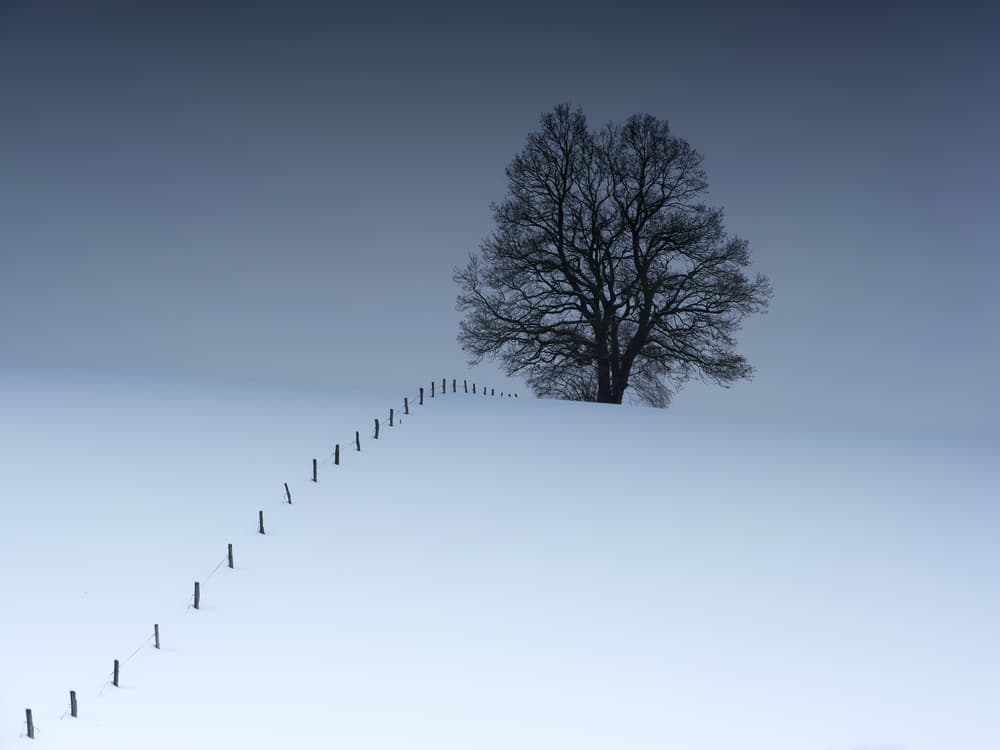 Lone Winter Tree by Alexej Schulz — canvas wall art
