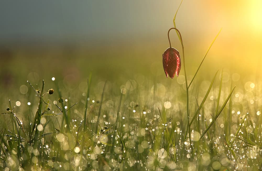 Sparkling Morning Bloom by Panaana — canvas wall art