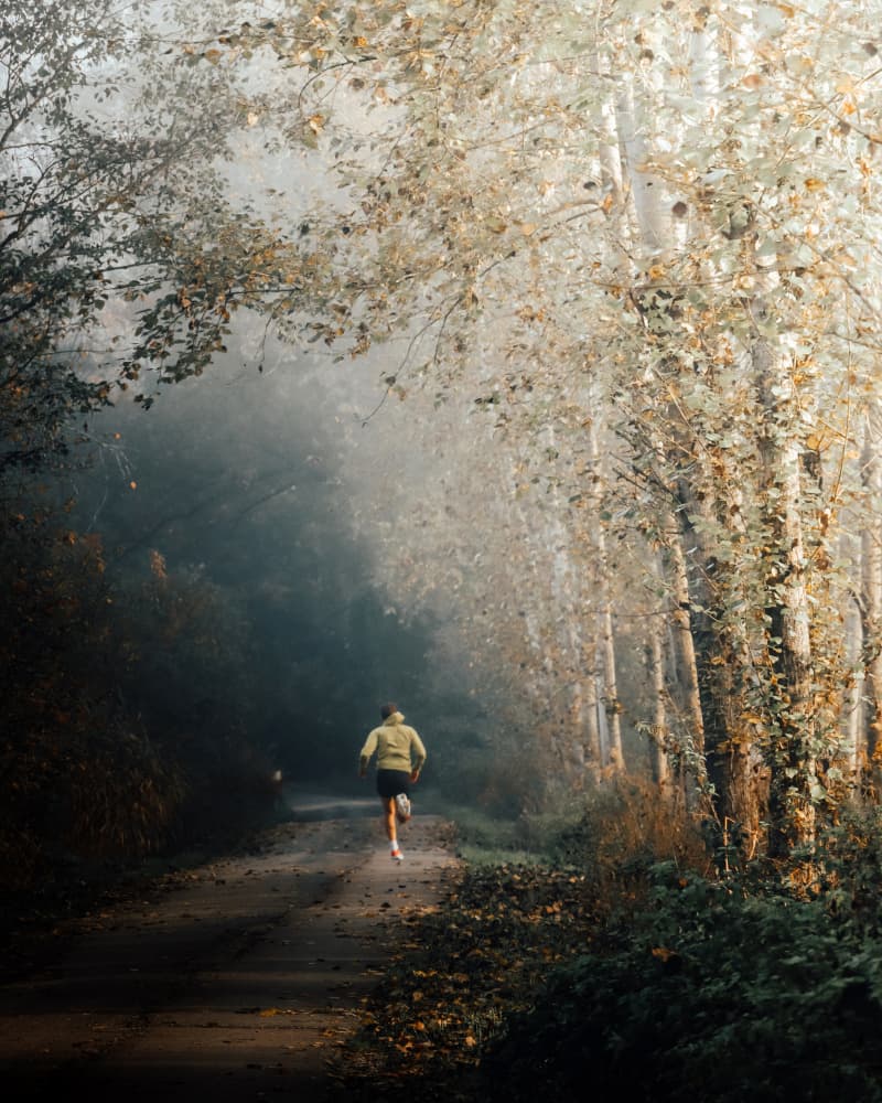 Misty Forest Runner by Renate Wasinger — canvas wall art