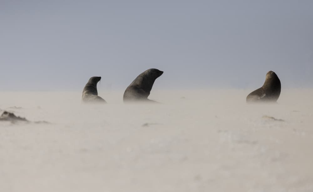 Seals in Windswept Sand by C. Ray Roth — canvas wall art