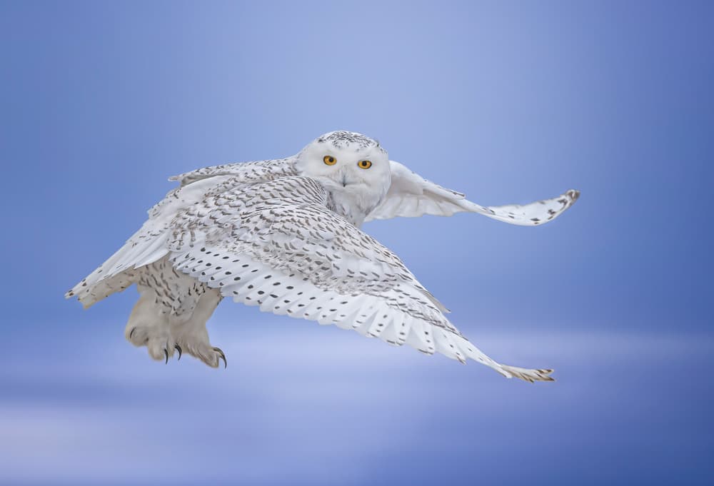 Majestic Snowy Owl by Tao Huang — canvas wall art
