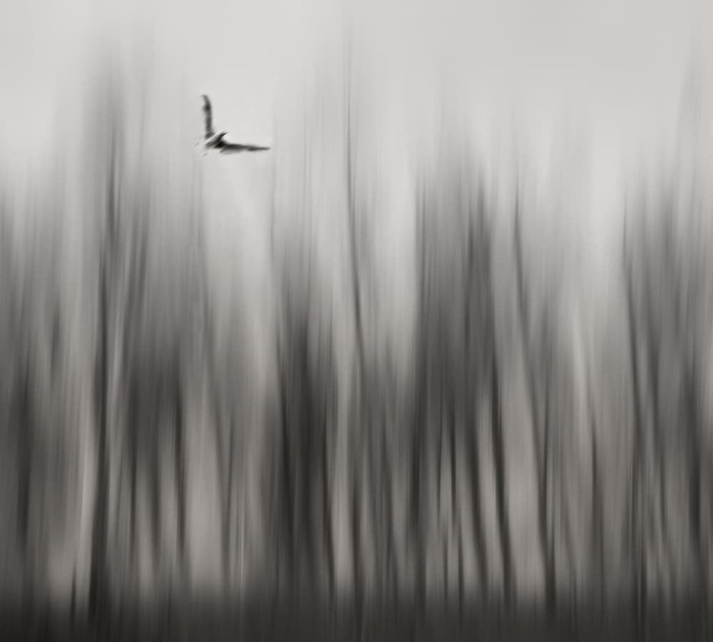 Flying Bird Abstract by Yvette Depaepe — canvas wall art