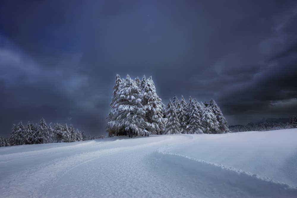 Snow Covered Winter Woods by VéroniqueS — canvas wall art