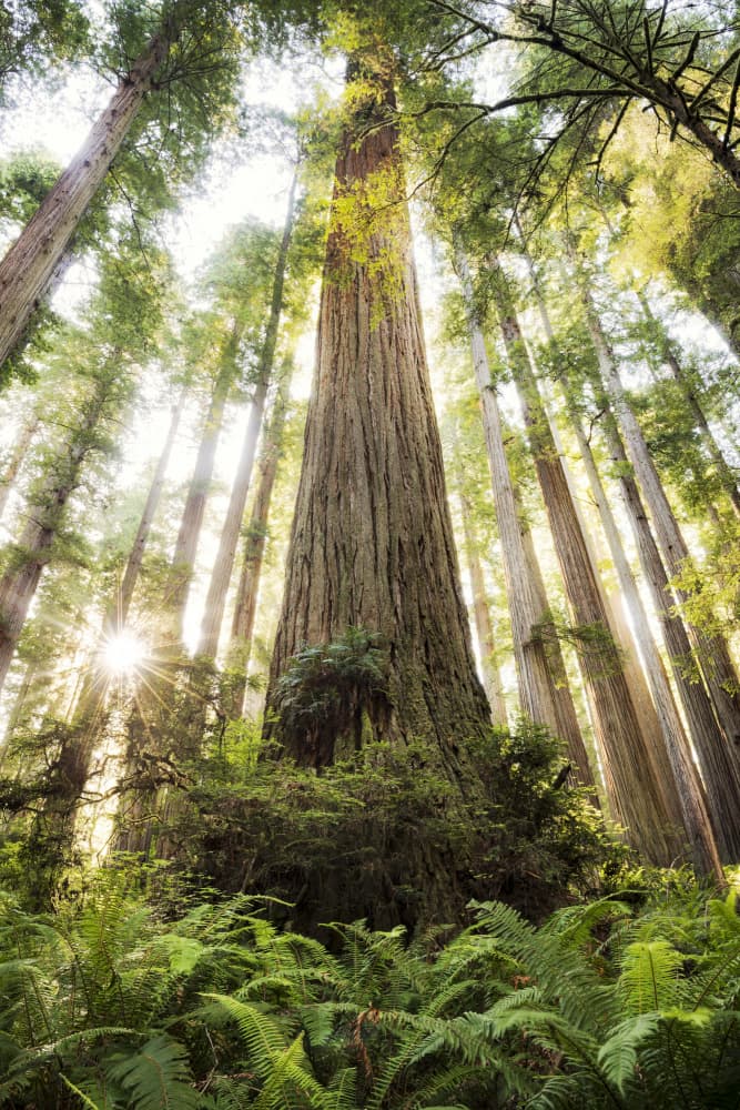 Beautiful Forest by Stefan Hefele — canvas wall art