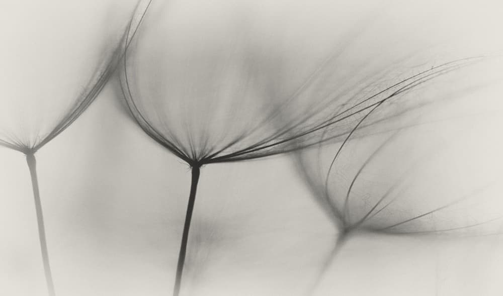 Delicate Dandelion Seeds by Lotte Grønkjær — canvas wall art