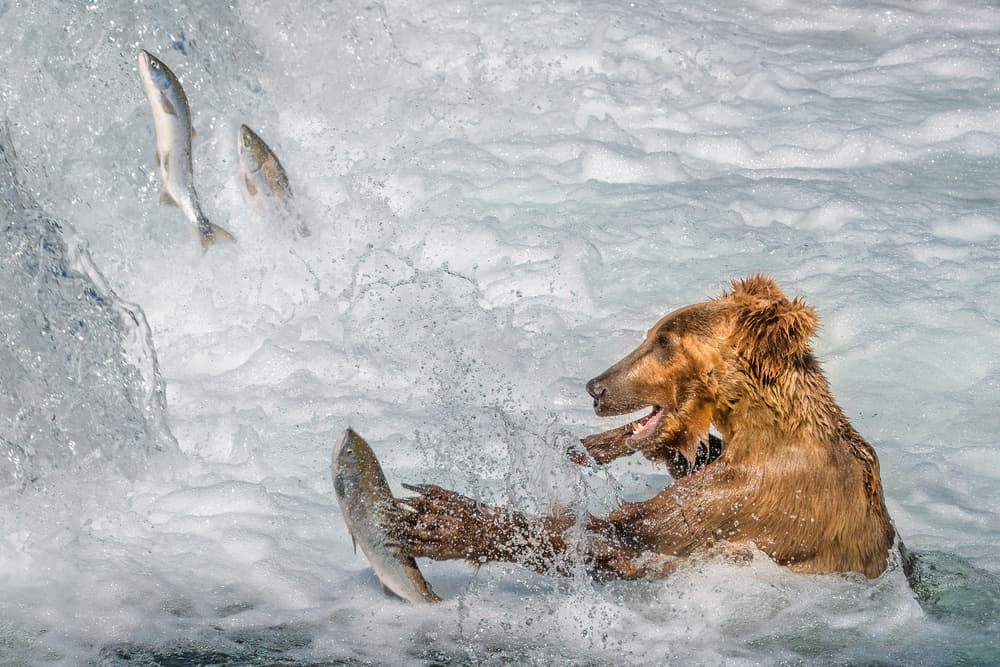 Powerful Bear Salmon Hunt by Richard Liu — canvas wall art