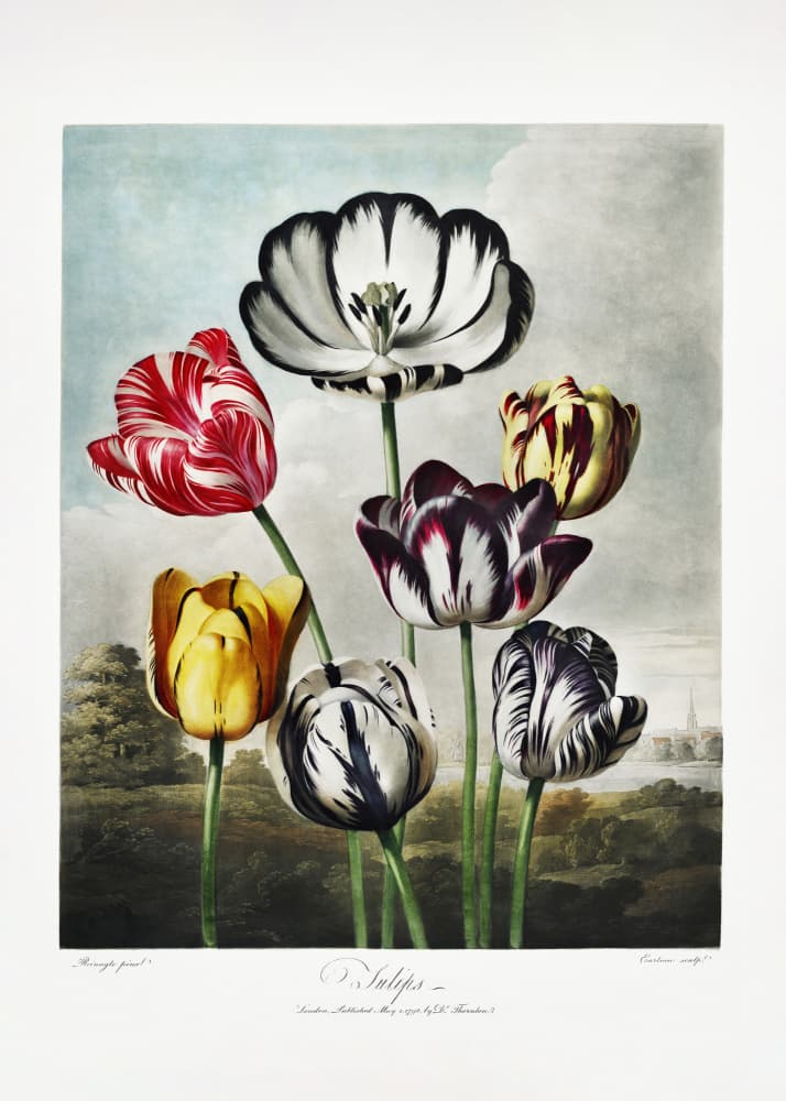 Tulips from The Temple of Flora (1807) by Robert John Thornton — canvas wall art
