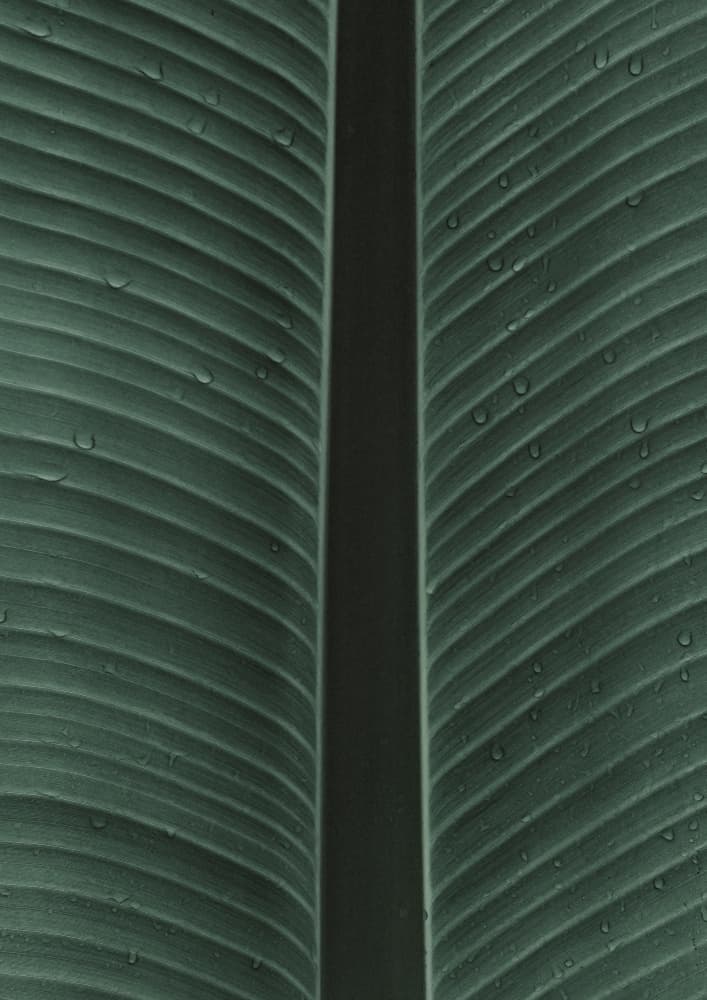 Dewy Leaf Symphony by Shot by Clint — canvas wall art