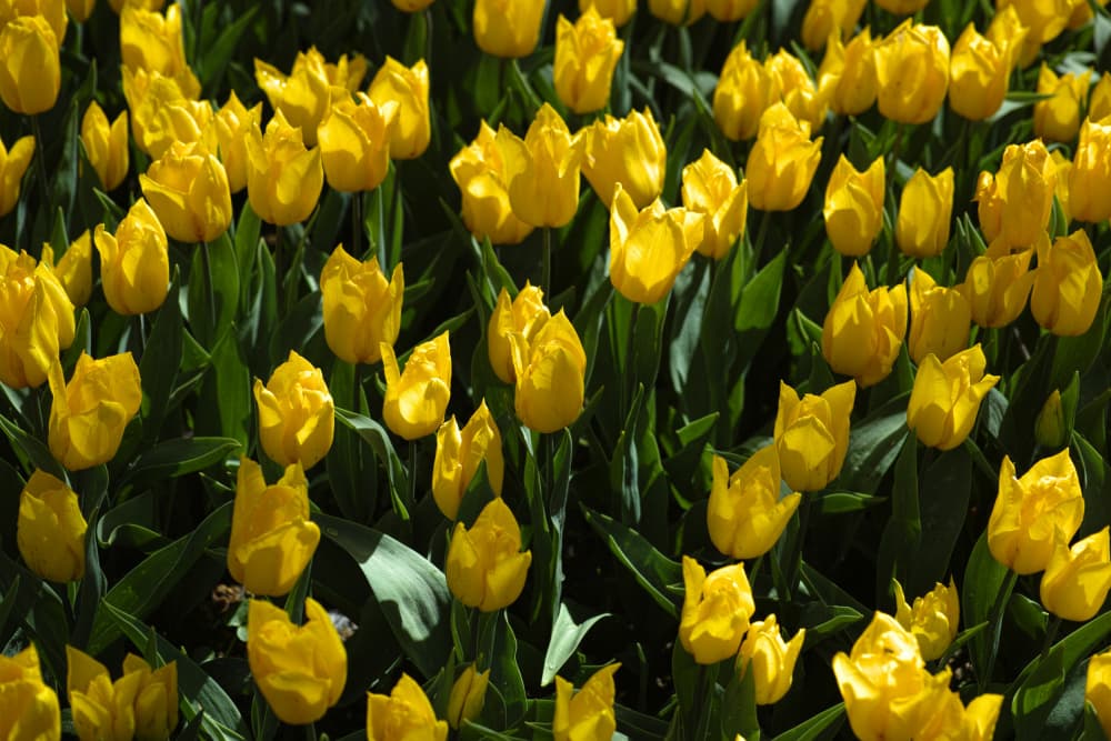 Vibrant Yellow Tulips by engin akyurt — canvas wall art
