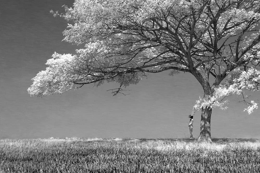 Solitary Tree Figure by Ekkachai Khemkum — canvas wall art