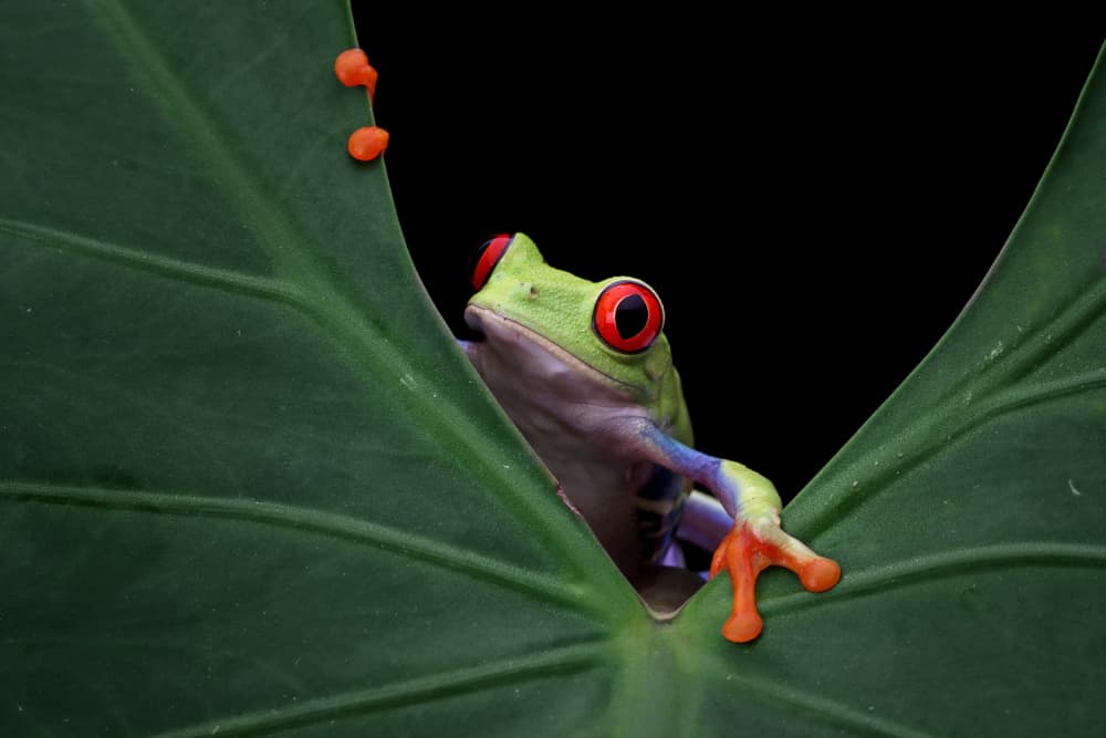 Curious Red-Eyed Frog by Kurit Afsheen — canvas wall art