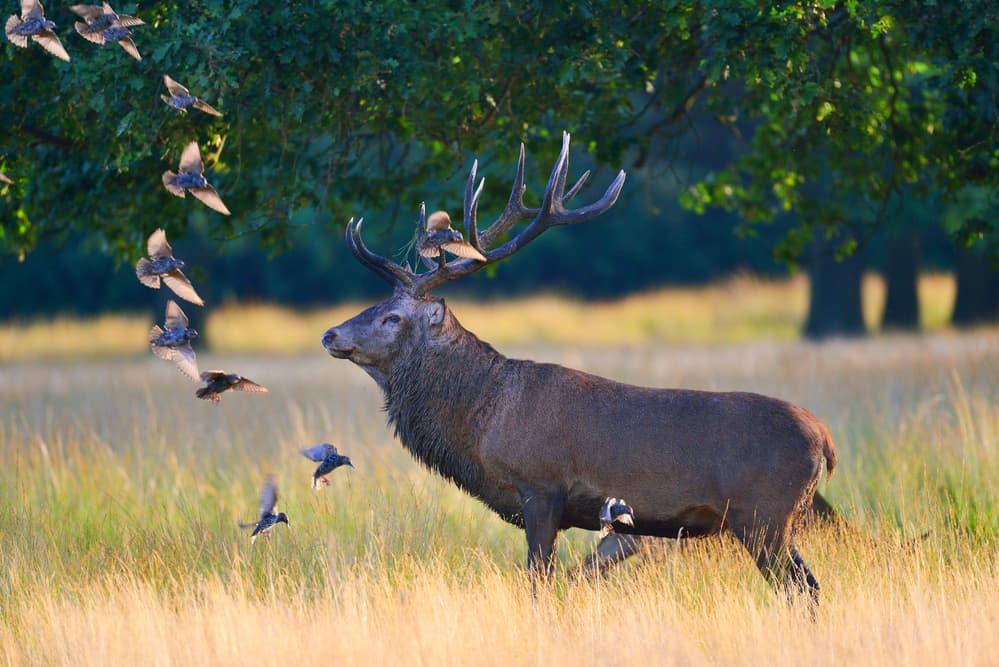 Majestic Stag and Birds by Lucian Constantin — canvas wall art