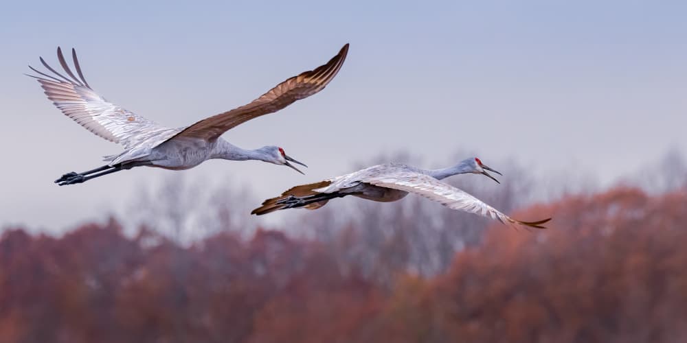Graceful Cranes in Flight by Xiaohong Zhang — canvas wall art