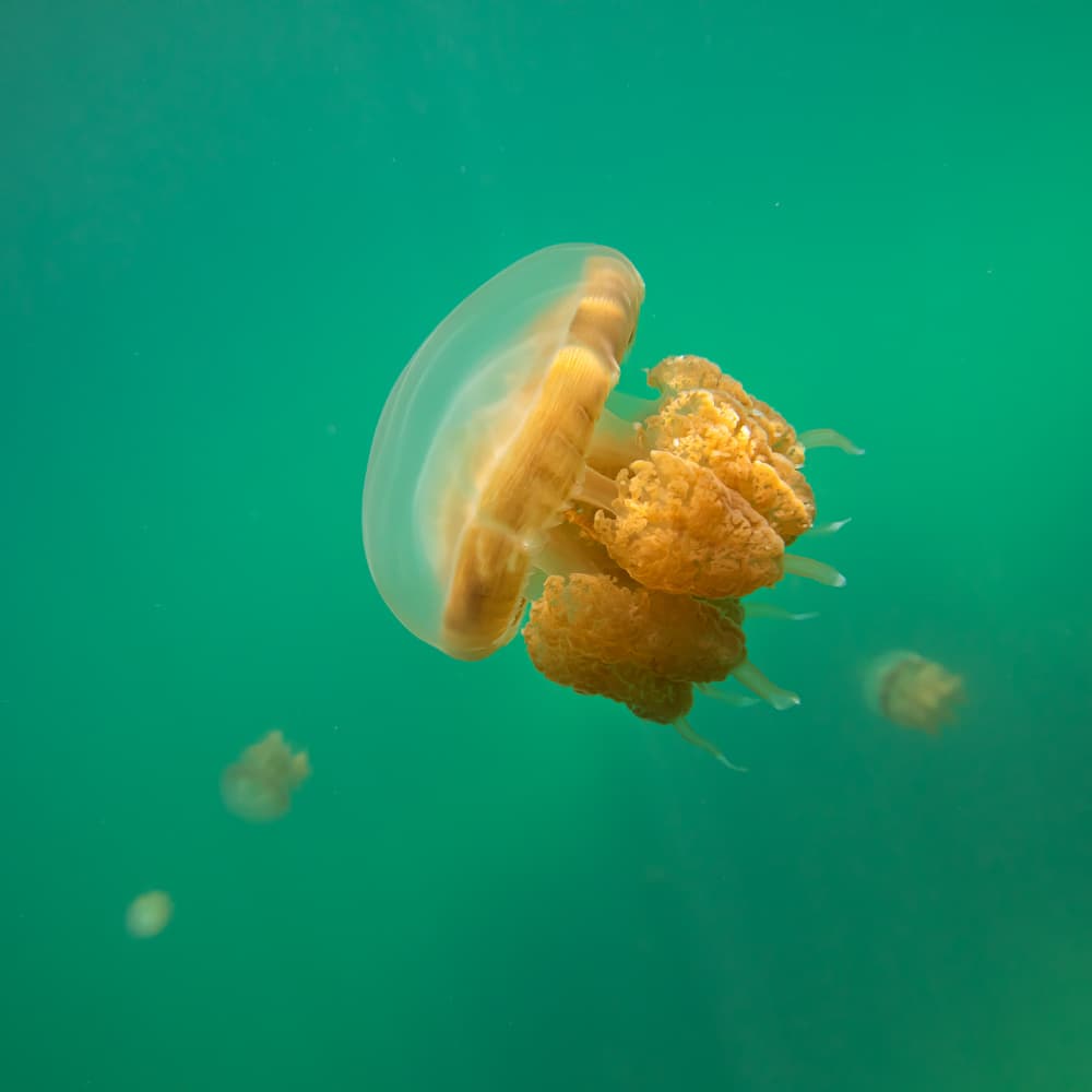 Golden Jellyfish Underwater by Gunarto Song — canvas wall art