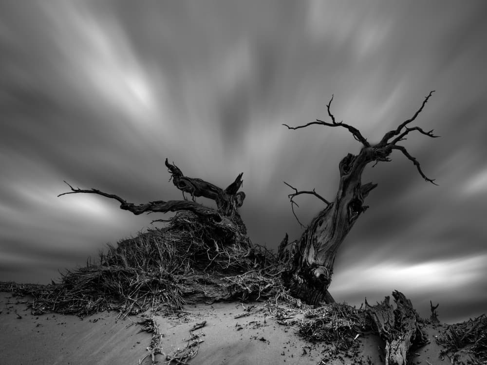 Stark Desert Tree by Cai  ning — canvas wall art