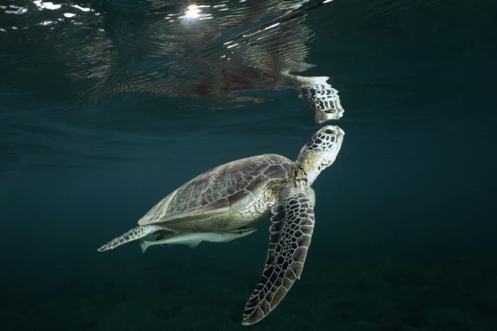 Graceful Ocean Turtle by Serge Melesan — canvas wall art