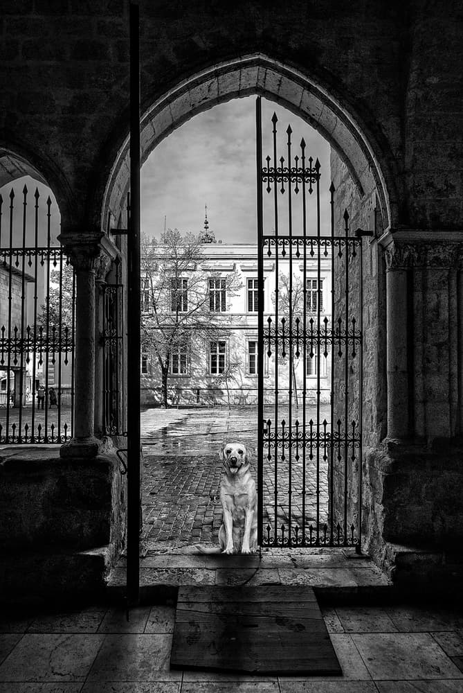 Dog in a Stone Archway by Jose C. Lobato — canvas wall art