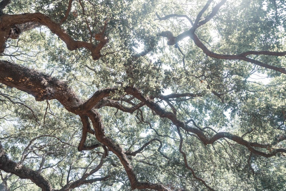 Sunlit Forest Canopy by Courtney Crane — canvas wall art